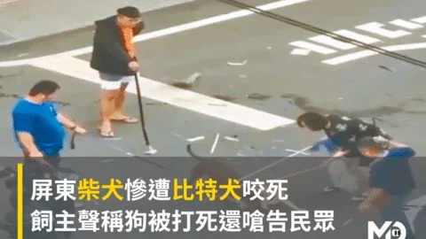 屏東柴犬慘遭比特犬咬死！飼主聲稱狗被打死還嗆告民眾