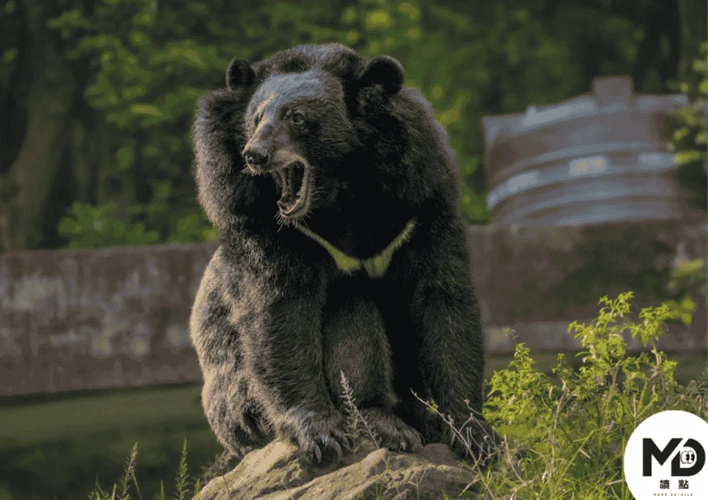 日本境內除了北海道外較常見的是亞洲黑熊