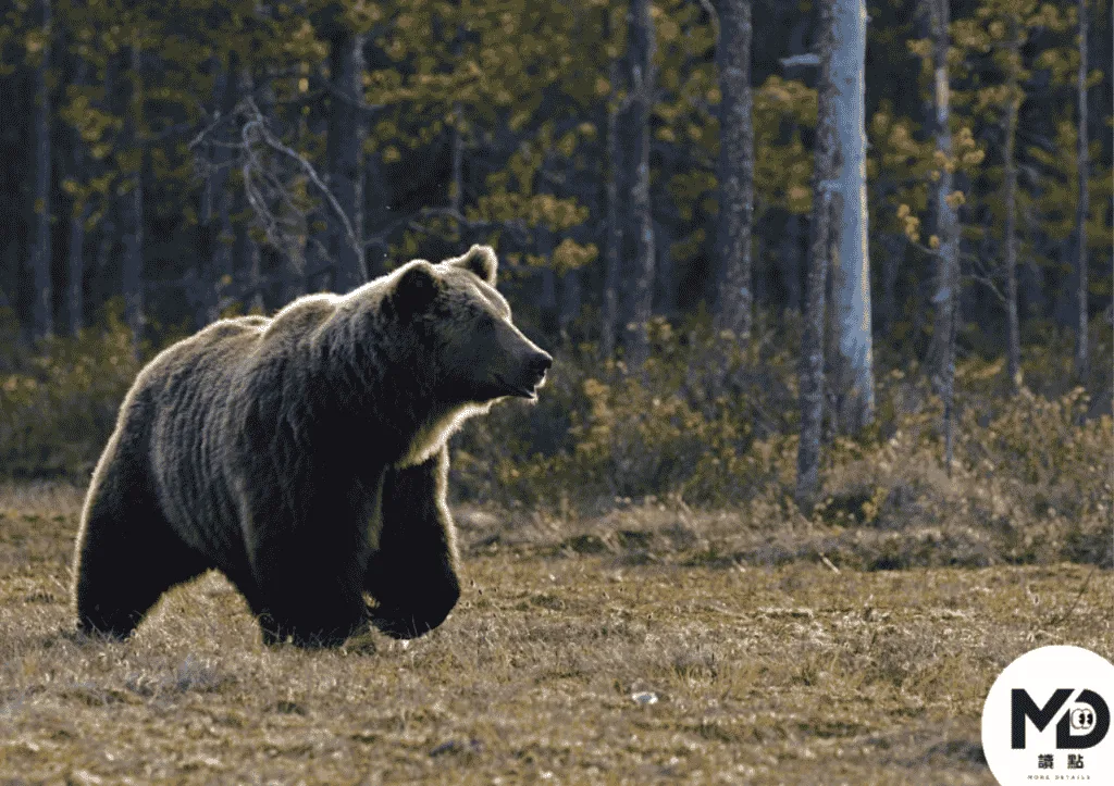 北海道則容易遇到體型較大的棕熊