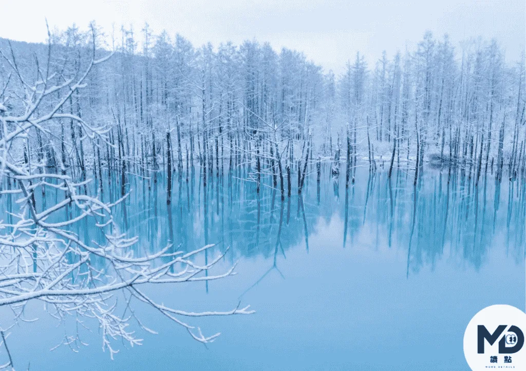 北海道美瑛青池