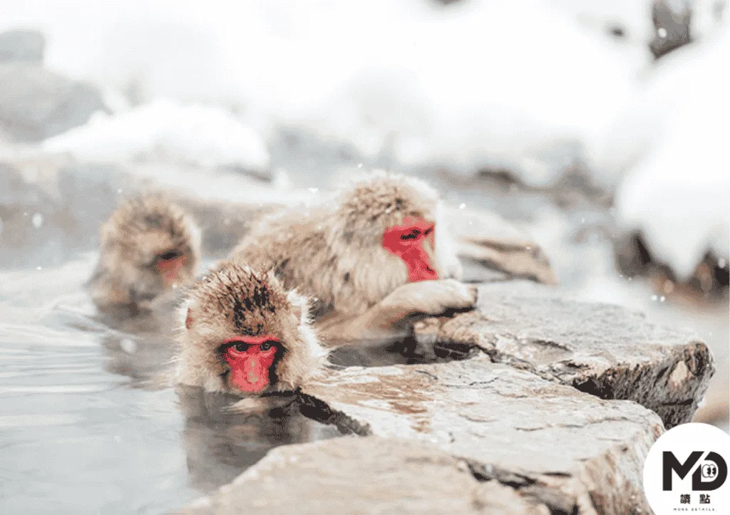 長野地獄谷野猿溫泉