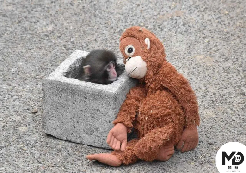 日本獼猴Punch君爆紅背後：一隻小猴與布偶的溫柔依附