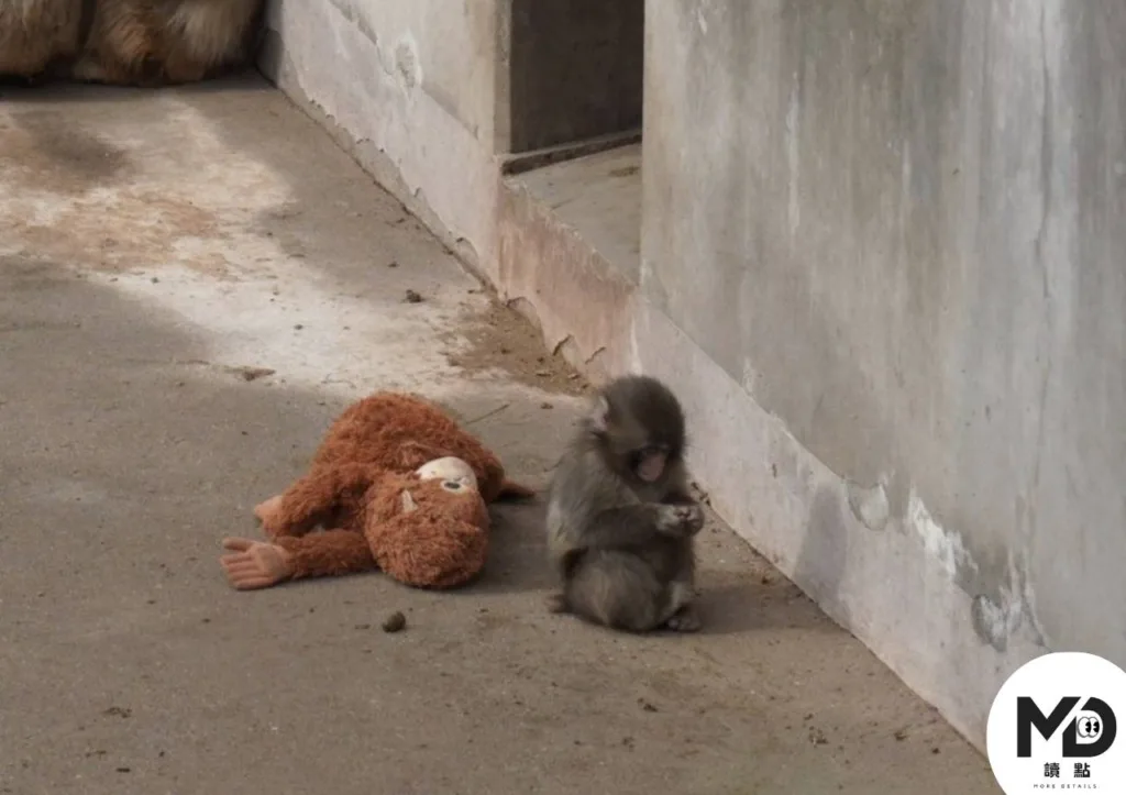 日本獼猴Punch君爆紅背後：一隻小猴與布偶的溫柔依附