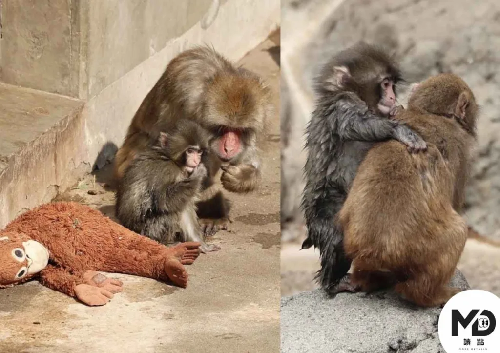 日本獼猴Punch君爆紅背後：一隻小猴與布偶的溫柔依附