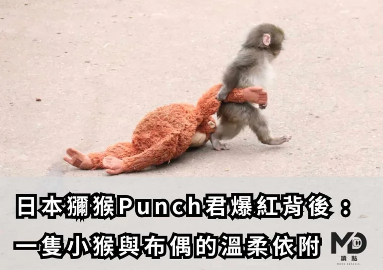 日本獼猴Punch君爆紅背後：一隻小猴與布偶的溫柔依附