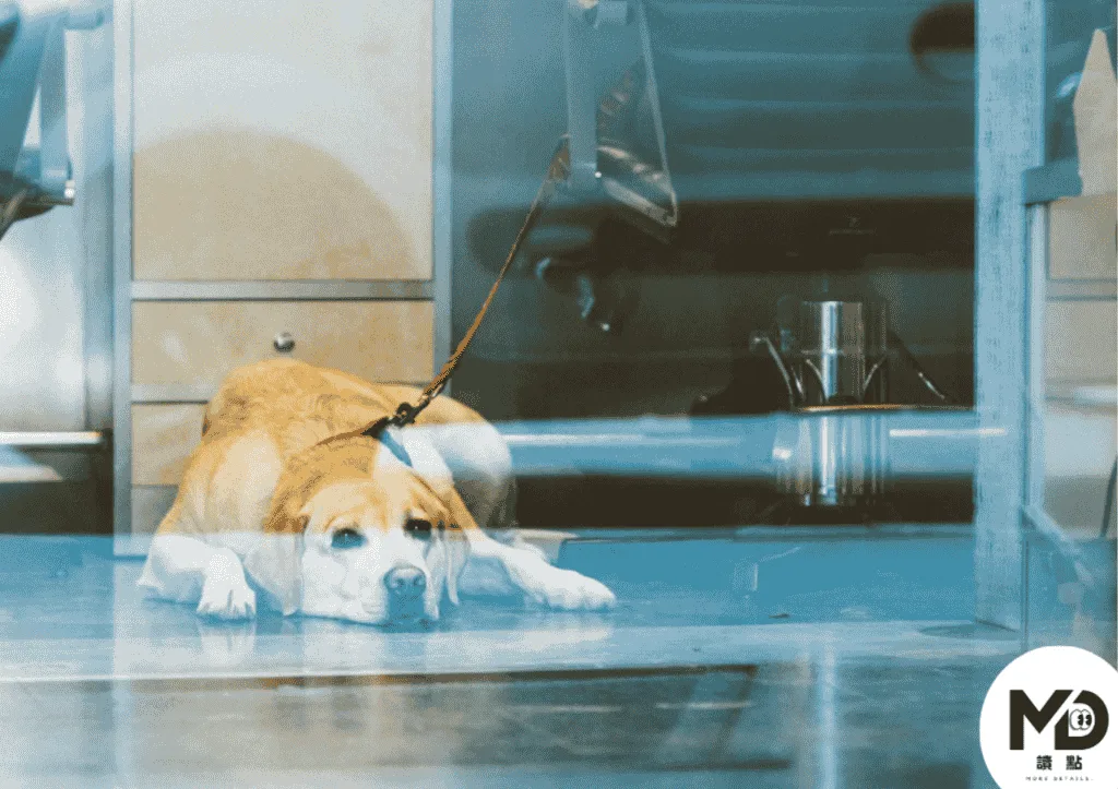 2026寵物用藥新制引起獸醫、飼主反彈聲浪