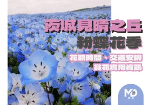 見晴之丘粉蝶花季指南　花期時間、交通安排與賞花實用資訊