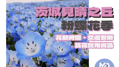 見晴之丘粉蝶花季指南　花期時間、交通安排與賞花實用資訊