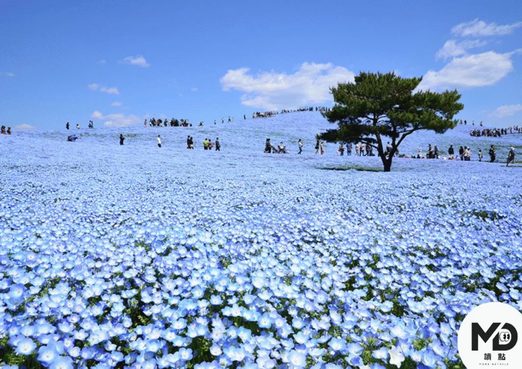 與天空藍連在一起的粉蝶花季