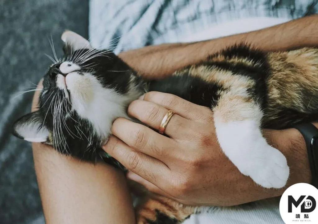 不只是陪伴！寵物療法為什麼能治病？從降血壓到改善失智，動物輔助治療完整攻略