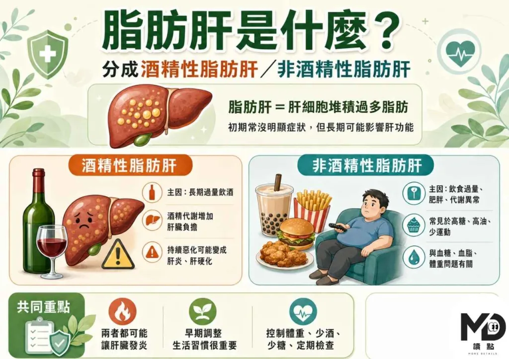脂肪肝可以逆轉！飲食×運動×生活習慣｜消除脂肪肝完整攻略