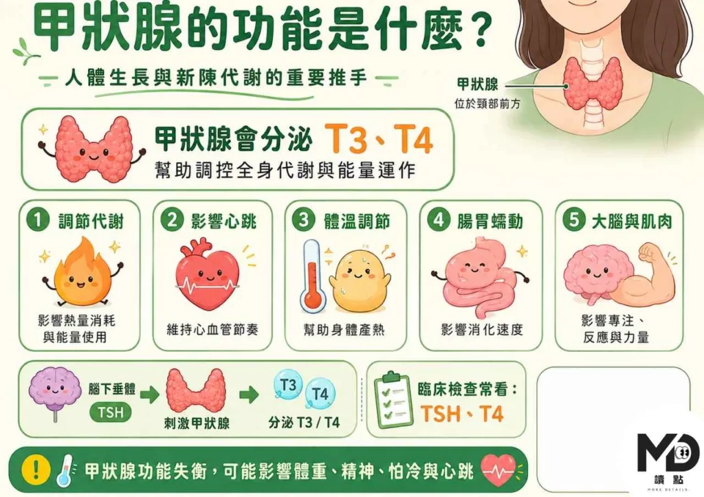 甲狀腺功能低下，你的疲勞可能不是「沒睡好」！10大症狀與改善方式