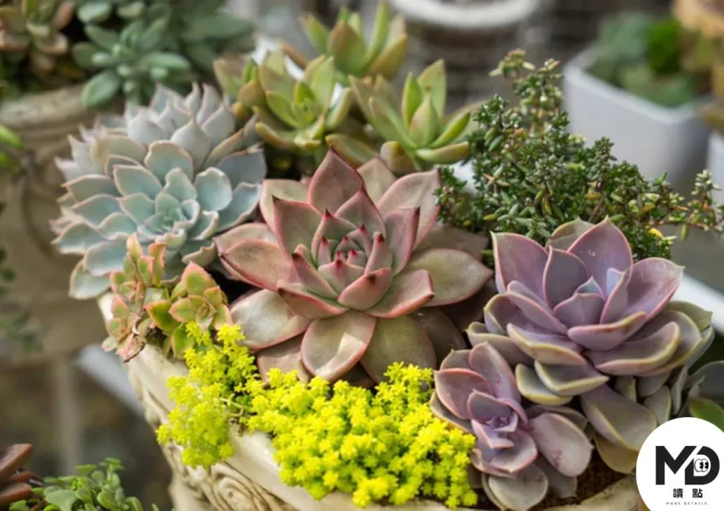 石蓮屬(Echeveria)是花市非常常見的多肉植物選擇