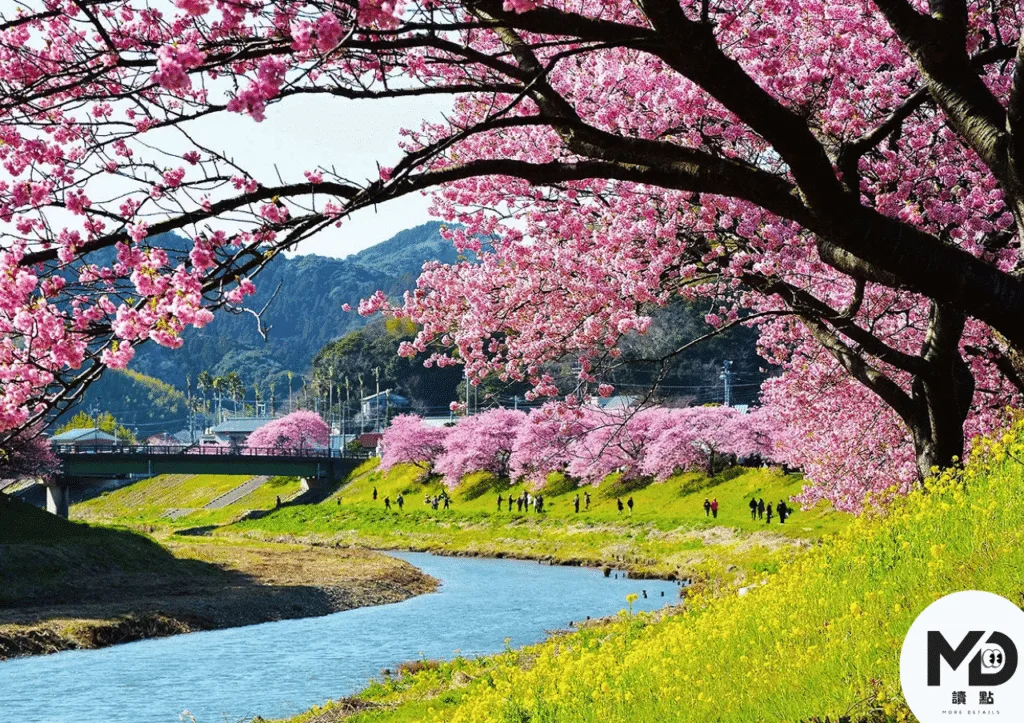 日本櫻花