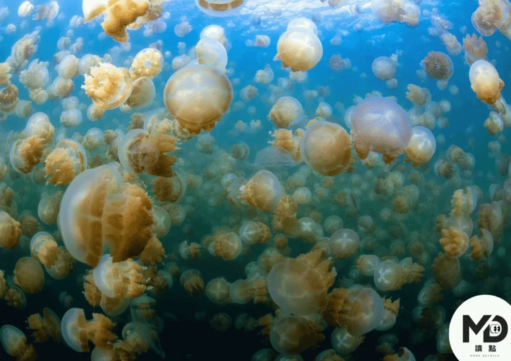帛琉水母湖