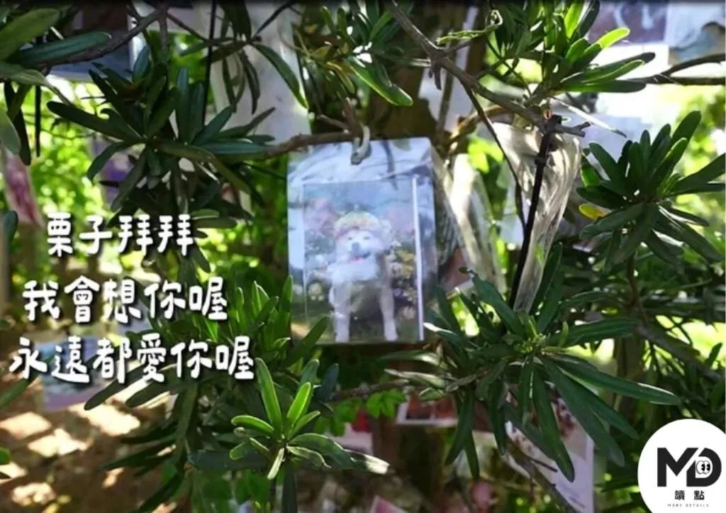 薔薔最後替栗子選擇樹葬